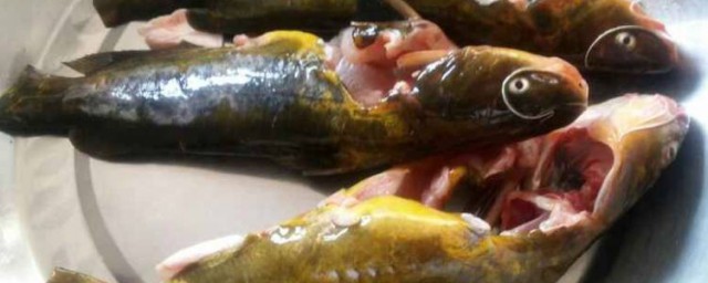 昂刺鱼身上黄的要刮掉吗(昂刺鱼上面的黄的要不要弄掉的)