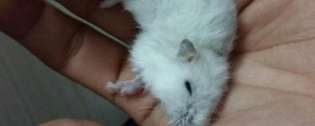 仓鼠死了一夜能不能救活(仓鼠死了还可以抢救过来吗)