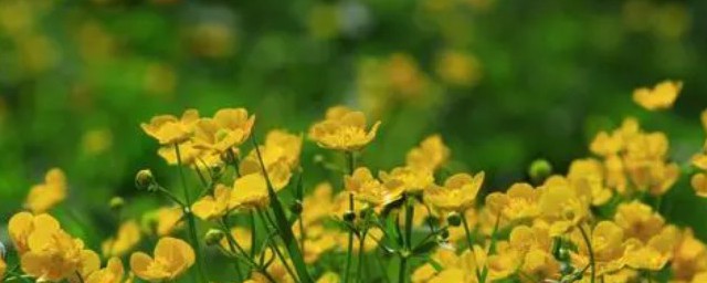 芳草如茵的理解(芳草如茵还是绿草如茵)