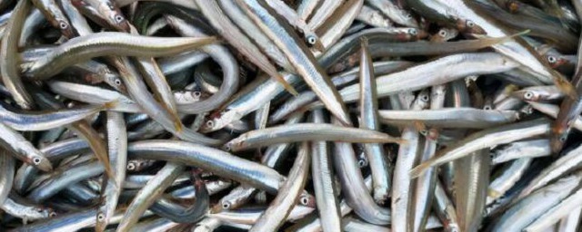 带鱼可不可以人工养殖(带鱼不能人工养殖吗)