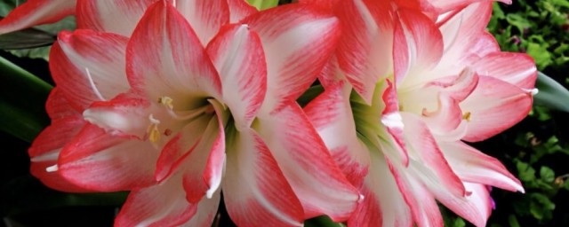 朱顶红养殖大球的方法(怎么栽朱顶红球)