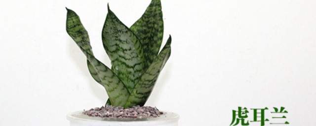 虎皮兰能去甲醛吗(虎皮兰去甲醛吗)