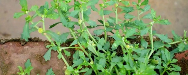 鹅不吃草是什么(鹅不吃草是什么草药)