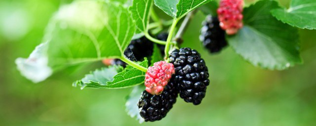 黑桑葚对人的好处(黑桑葚对人身体有什么好处)