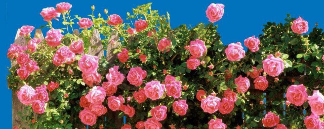 花团锦簇意思介绍(花团锦簇的意思和解释)