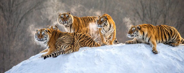 口是心非是十二生肖的哪一个动物(口是心非是什么动物什么生肖打一肖)