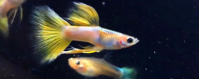 孔雀鱼可以混养吗(天使鱼和孔雀鱼可以混养吗)