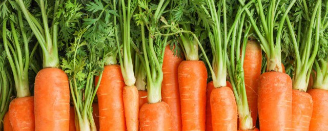 胡萝卜发芽后怎么吃(胡萝卜发芽可以吃?)