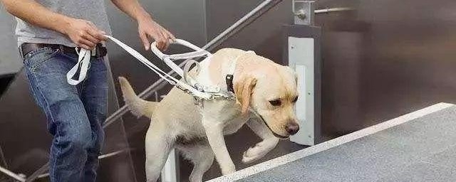 宠物不可以上地铁(宠物不能坐地铁吗)