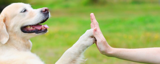 养宠物有的好坏处介绍(养宠物有哪些好处举例)