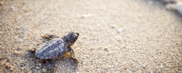 养小乌龟注意事项(家养小乌龟需要注意什么)