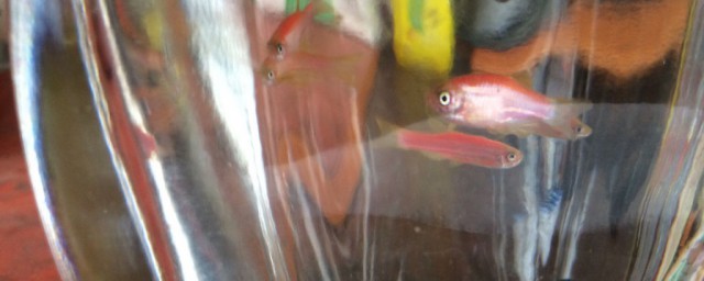 矿泉水可不可以养鱼(矿泉水能养鱼么)