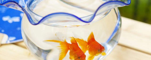 刚买的鱼缸处理方法(新买的鱼如何处理才能放鱼缸)