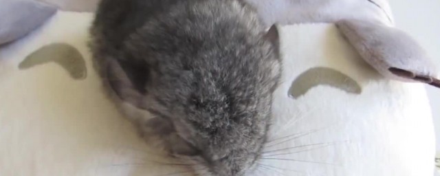 龙猫属于哪一类(龙猫有多少种)