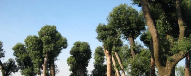 北柠陌寒的理解(北柠陌寒出自哪首诗词)