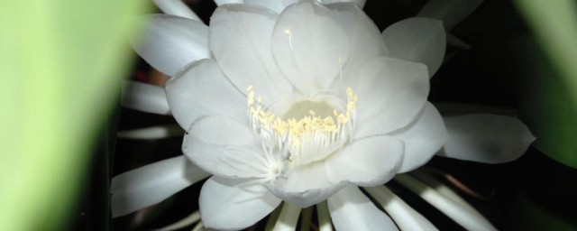 昙花一现反义词是什么(昙花一现的反义词和近义词)