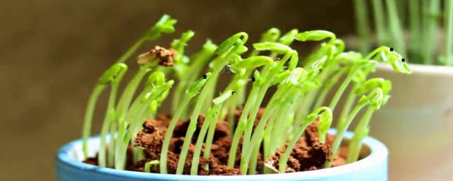 发芽的豌豆是否能吃(请问豌豆发芽能吃吗)