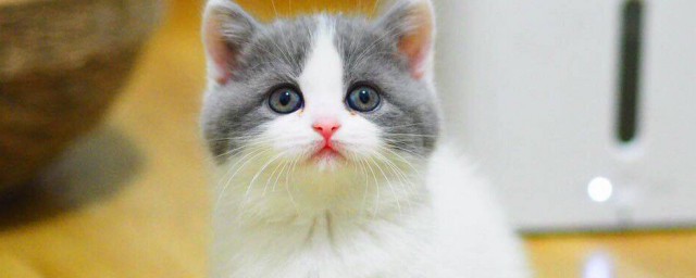 蓝白是如何配出来的(蓝白能配蓝白吗)