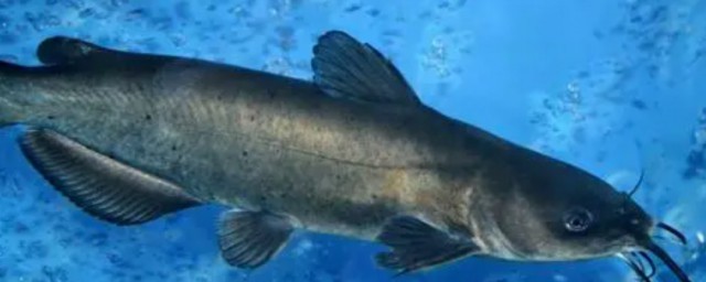 鮰鱼简单介绍(鳊鱼的介绍)