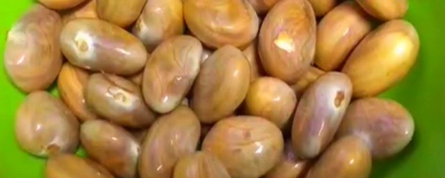 菠萝蜜的核怎么种呢(菠萝菠萝蜜的核能种吗)