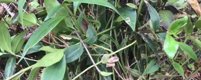 洋姜叶子能不能吃呢(洋姜叶子的吃法)