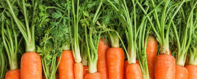 适合春天种的东西介绍(春天种什么植物最简单)