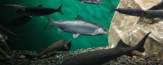 鱼的介绍(小丑鱼的介绍)