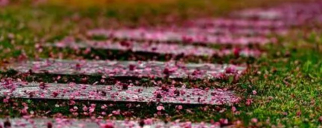 落红不是无情物的下一句介绍(落红不是无情物的后一句是什么)