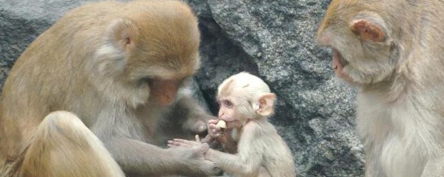 猴子是不是保护动物(猴子是不是保护动物?)