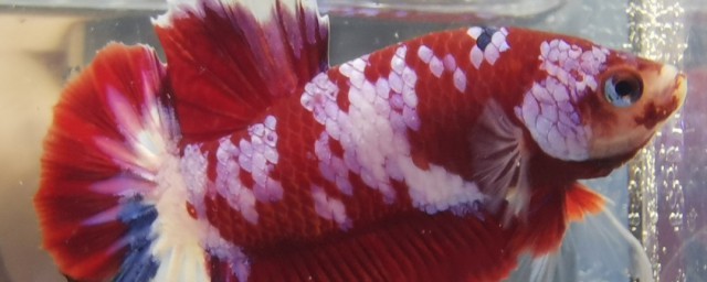 斗鱼能不能和其他鱼一起养(斗鱼是否可以和其他鱼养一起)