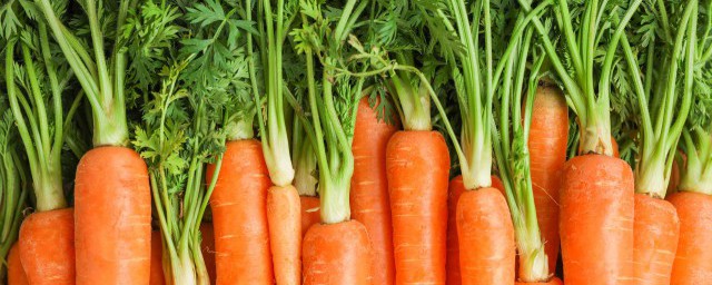 萝卜的介绍(萝卜的介绍作文100)