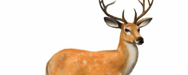 鹿具体是什么部首(鹿的部首是什)