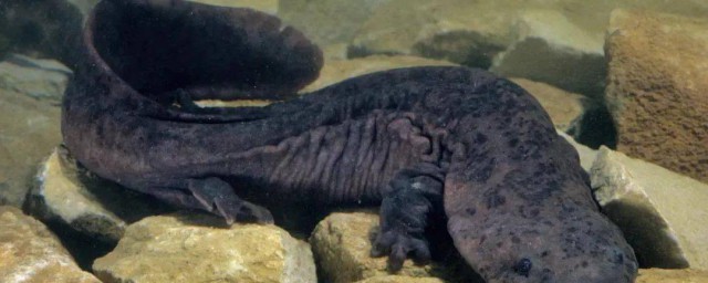 鲺如何解释(㞪怎么解释)