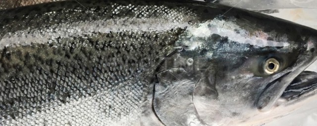 鲜活三文鱼如何清洗干净(买回来的新鲜三文鱼用不用清洗)