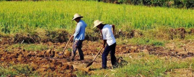 种有什么组词(有种的种怎么组词)