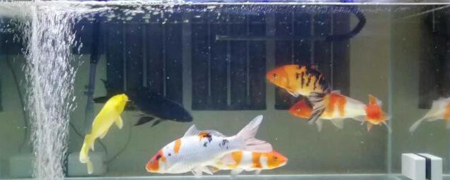 鱼缸水变浑浊的解决方法(鱼缸水浑浊的原因及处理办法)