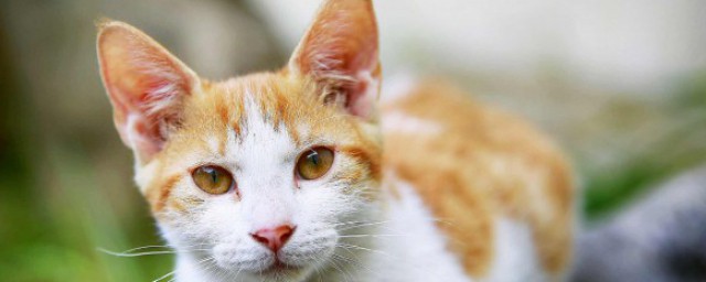 关于猫砂可以冲进马桶的问题(少量猫砂可以冲进马桶吗)