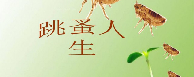 跳蚤产生的过程(跳蚤生长过程)