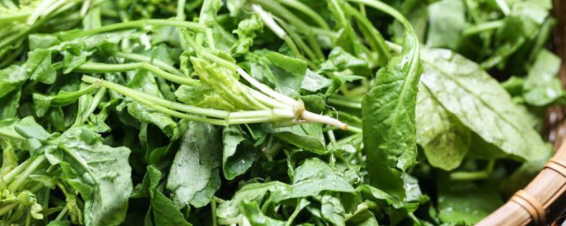 荠菜要不要焯水(荠菜要不要焯水吃)