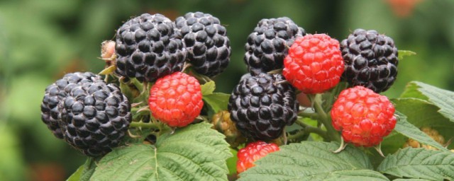 树莓怎么清洗才干净(树莓黑莓怎么清洗)