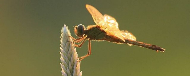 蜻蜓的特点简单介绍(蜻蜓的特点简单明了)