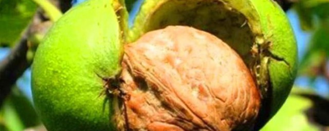 核桃长毛了还能不能吃(核桃长毛了还可以吃吗)