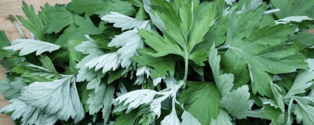 新鲜艾叶的吃法和功效简单介绍(鲜艾叶的功效与作用艾叶能吃吗)