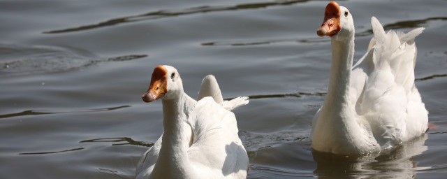 天鹅会不会飞(天鹅会不会飞和游泳)