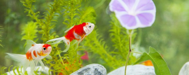 小鲤鱼跳龙门的道理(小鲤鱼跳龙门的道理团结)