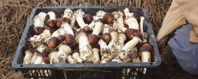 茸的组词有哪些(茸组词怎么组词)