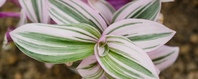 油画吊兰养植方法(油画吊兰的养殖方法和注意事项冬季)