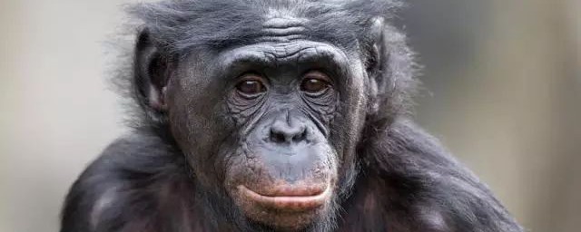 猿猴的来历介绍(猿猴的发源地)