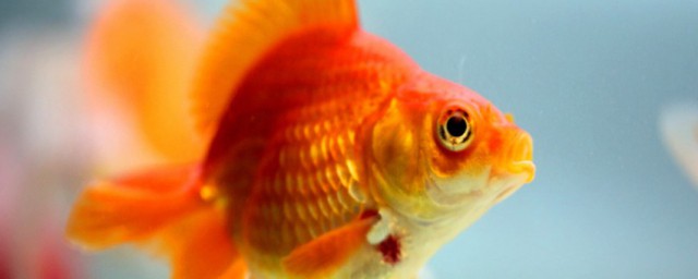 金鱼吐泡泡的原因(金鱼总是吐泡泡)