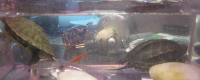 巴西龟不吃龟粮解决方法(巴西龟不喜欢吃龟粮)